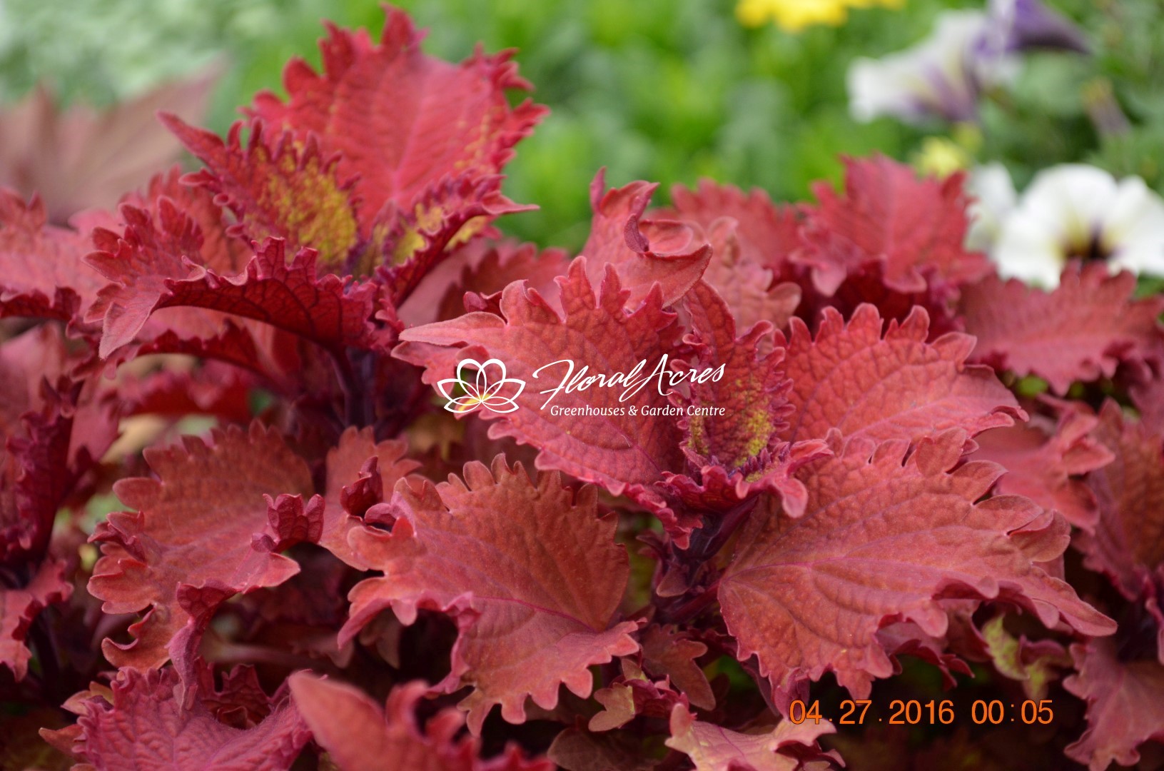 Coleus Henna | Floral Acres